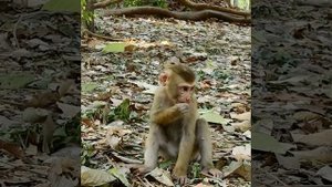 Sadness video poor boy Leo socking Dawn grab his food instead help Leo from the high tree   why Leo