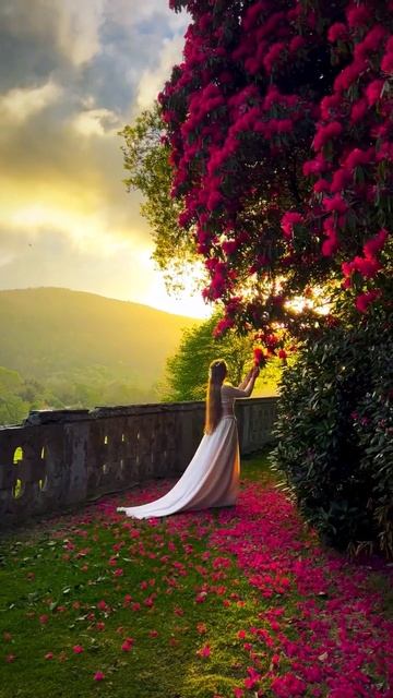lovely flowers 🌺🌺🌺🕊️🕊️ #bollywood #jubinnautiyal #love #song #marjaavaan #hindisong  #tumhiaana