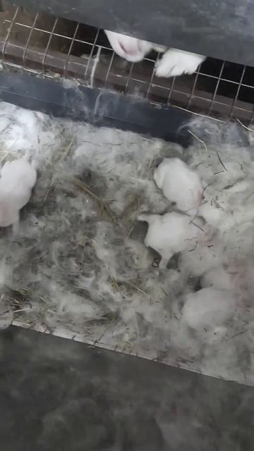Маленькие крольчата #кролики #rabbits #пушистики #маленькие #ферма #рек #shortvideo #shorts