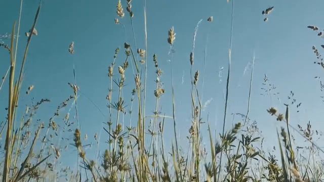 вечер звуки цикад смотреть онлайн