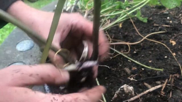 Garden Tip - Wasabi replanting with Dana смотреть онлайн