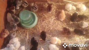 Вывод цыплят в самодельном инкубаторе.