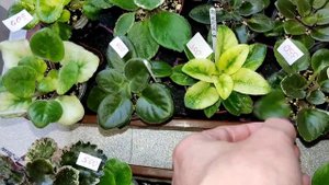 Онлайн Магазин Фиалок. Фиалки у Алисы 🔥💖.