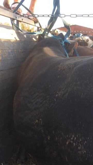 🤝❤️Подпишитесь на мой Telegram Канал  (   Саид фермер  ) смотреть онлайн