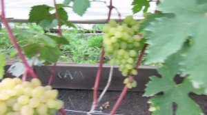 Виноград Красноярска. Сергей Будрис.8-902-980-79-86