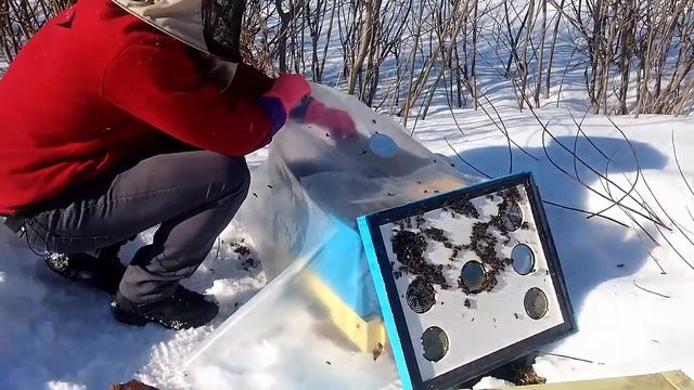 Домашняя пасека Зимняя подкормка 27.02.2016 Карника . HD смотреть онлайн