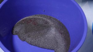 Фрагмент лекции: обесклеивание икры