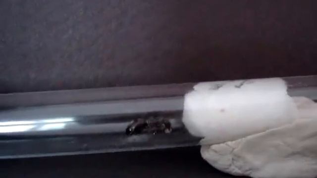 My Formica fusca Queen with eggs in Test tube - Day 11 смотреть онлайн