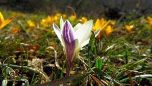 По тропе с крокусами. Щебетовка