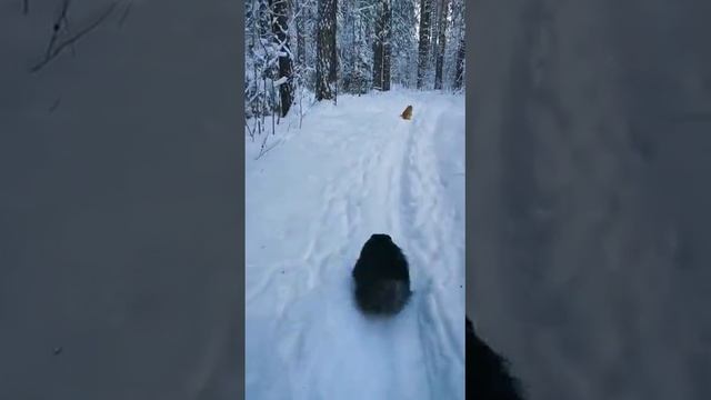 Прогулки по заснеженному лесу с двумя шпицами смотреть онлайн