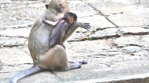 Monkey Baby Masha Is Hungry Milk She Is Struggle Request Milk From Mom Messi.