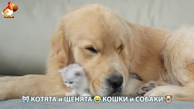 Котята и Щенята 😹 Кошки и Собаки ❣️🥰😂 (14)