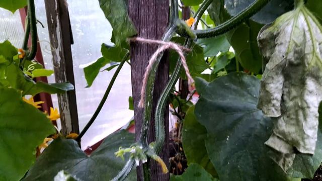 НИКОГДА НЕ САЖАЙТЕ ЭТИ ОГУРЦЫ!!! смотреть онлайн