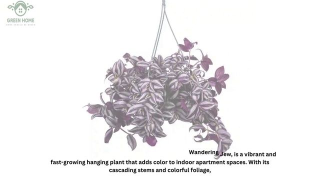 #hanging #indoor #plants  for Home Decoration