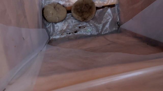 How to Grow a Weeping Mulberry tree / How to Up-pot / Step by Step #weepingmulberry #growingfood смотреть онлайн