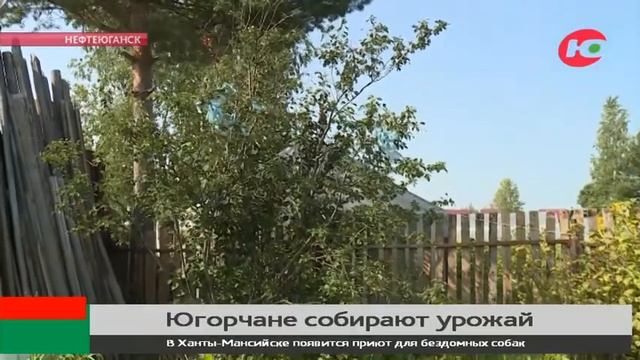 Нашествие дроздов не помешало югорским дачникам вырастить арбузы и дыни смотреть онлайн