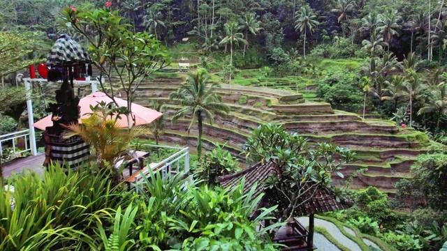 Тегаллаланг, рисовые террасы, просто волшебное место на острове Бали. #bali #indonesia