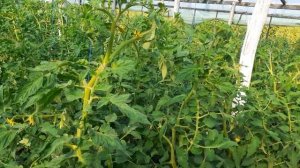 кормление томата пинк хита при наливе