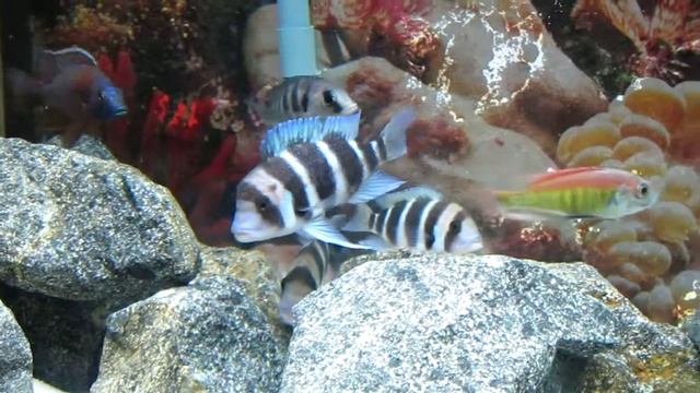 60g Update смотреть онлайн