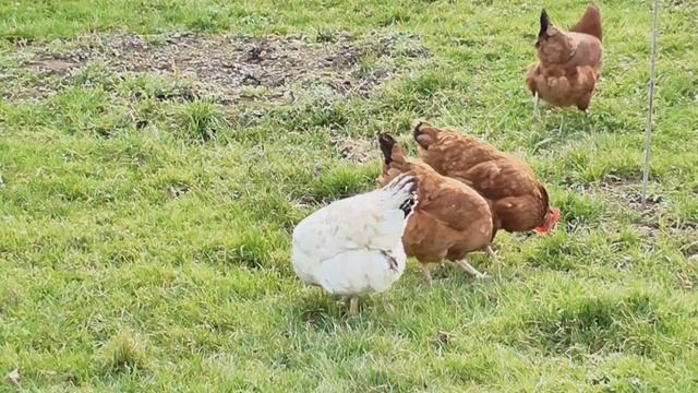 Голоса животных (курица) смотреть онлайн