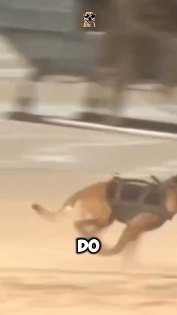 Top 4 Reasons Why Navy SEALs Only Use Belgian Malinois Dogs смотреть онлайн