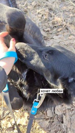 Собака Клякса в добрые руки