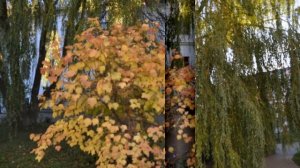 Введенский женский монастырь