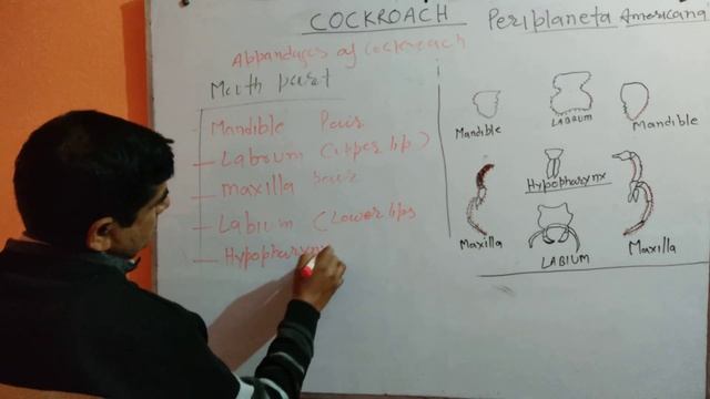 Biology Cockroach Periplaneta American by Ravindra sir #biologyclass