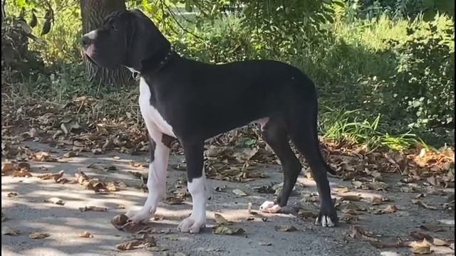 Luizador Tanatos - 4.5 months смотреть онлайн