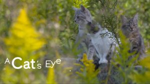 SHIMANE - Cats eye