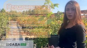 ВСЕ О СОРТЕ МАЛИНЫ ЯРОСЛАВНА