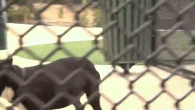 Olive Hills Dog Park Grand Opening смотреть онлайн