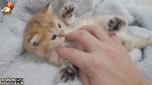 Утята и Цыплята - Кошки и котята (266) Хвостики да Усики ❣️🐥😂