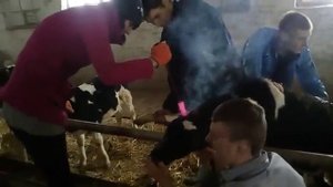 Обезроживание телят термическим способом