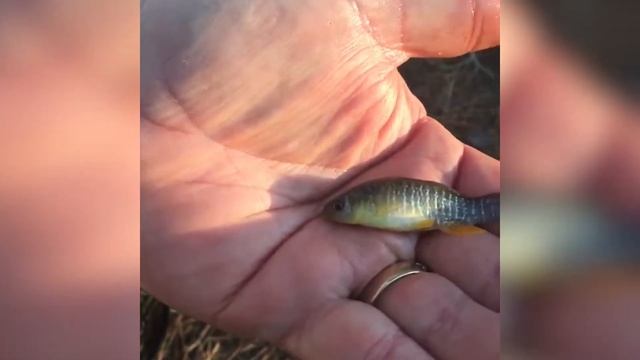 Ask an Expert: What Are Mummichogs (And Why Are They Amazing)? смотреть онлайн