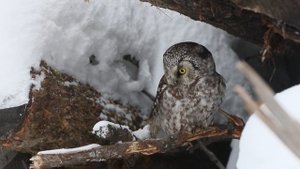 Мохноногий сыч