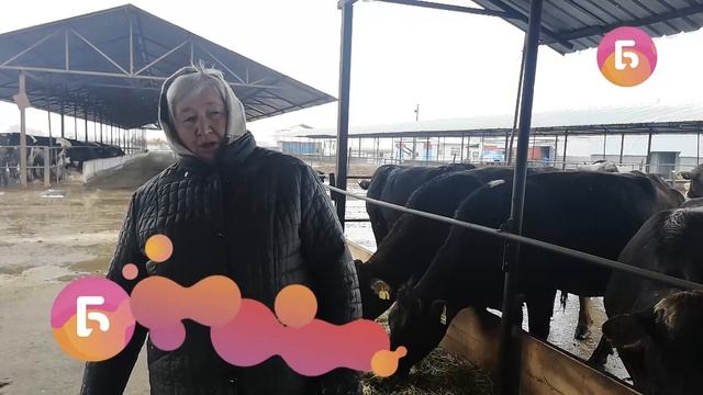 Айыл банк аркылуу лизинге породалуу уй алыңыз #bilesinbikg смотреть онлайн