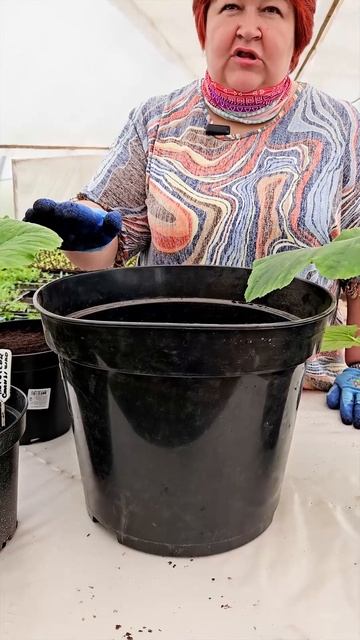 кабачок можно вырастить дома. Вот что для этого нужно! смотреть онлайн