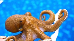 Волшебный Сундук РУСАЛКИ - Видео с игрушками Робокар Поли - Друг для осьминога