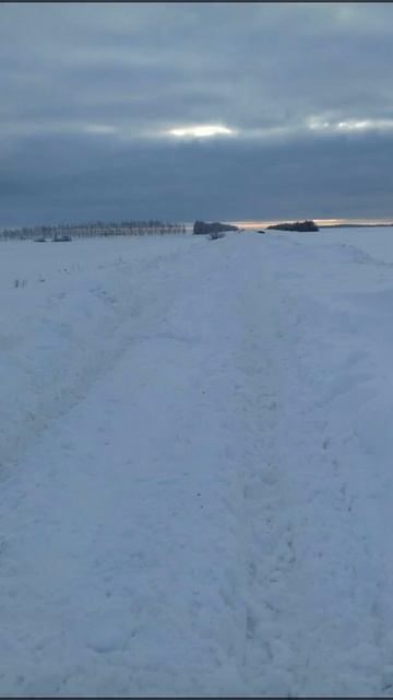 BEE  ПЧЕЛА #shorts смотреть онлайн