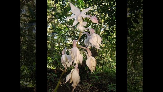 202403 一期一會又再會，晚花的阿里山根節蘭 смотреть онлайн