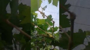 Виноград в теплице Преображение 2017