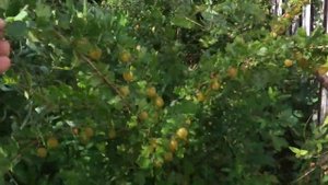 Запущенный уголок сада и медовый крыжовник!