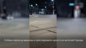 Орловец нарвался на стаю собак в центре города