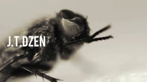 Как умывается муха