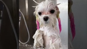 Попу мыть нужно каждый день