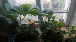 Бизнес в деревне, продали цыплят, обзор