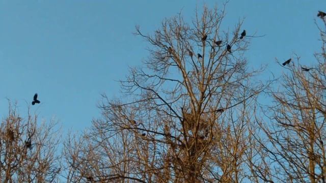 2024.03.02. Вороны и их гнезда. Улица Дзержинского. Смоленск. смотреть онлайн
