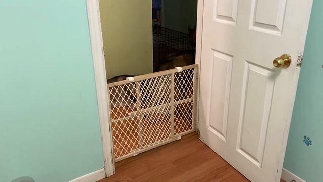 Sheprador Pregnancy Journey: Nala Is Now In Stage One Labor