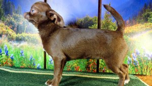 #СКИДКИ до 08.04.25 #ЦЕНА 35 тр на #МИНИ_чихуахуа Ульяша 4 месяца #купить_щенка_продаю 89215950848